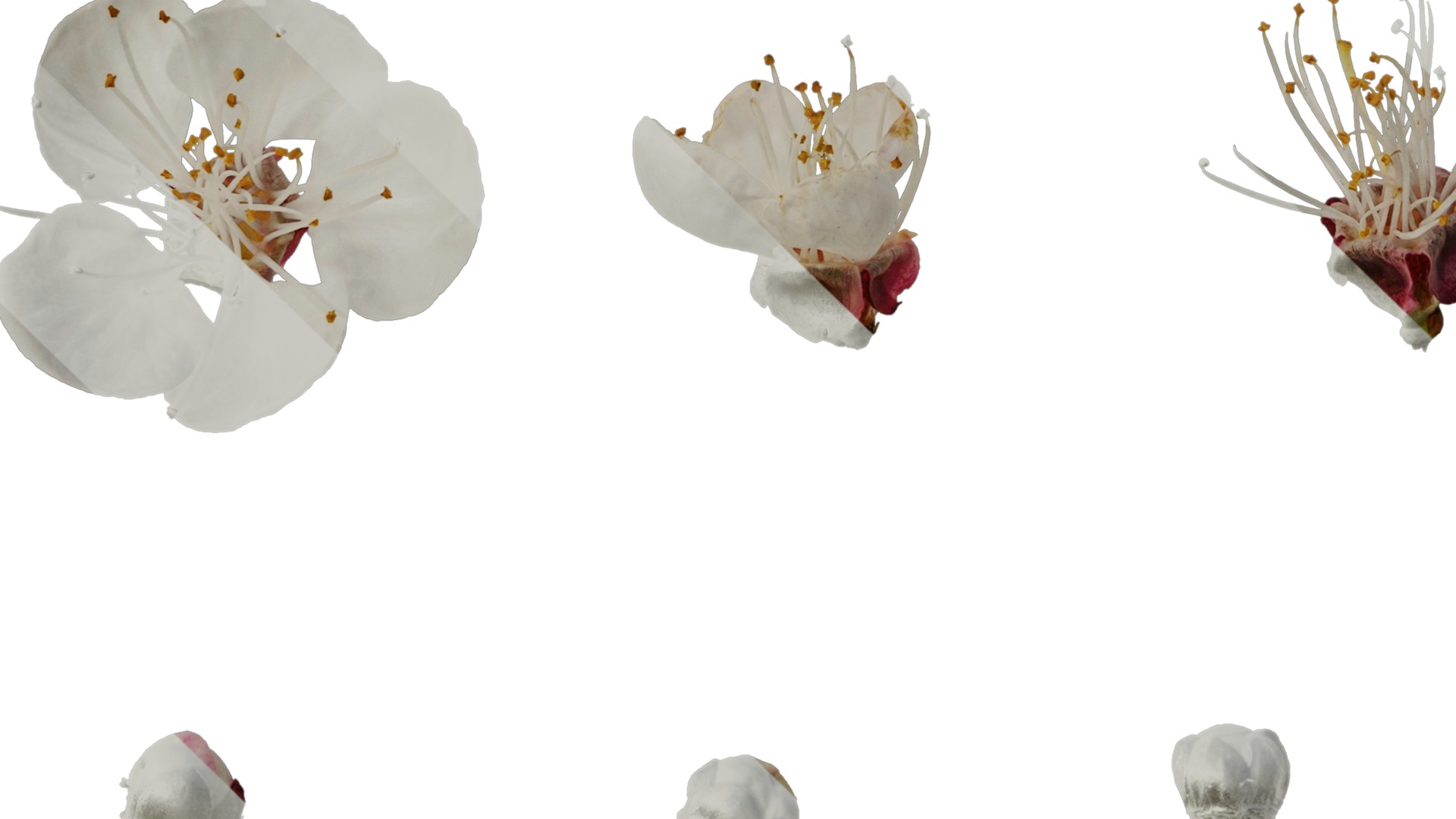 Anydrafts Prunus armeniaca Flower 02 Texture_5