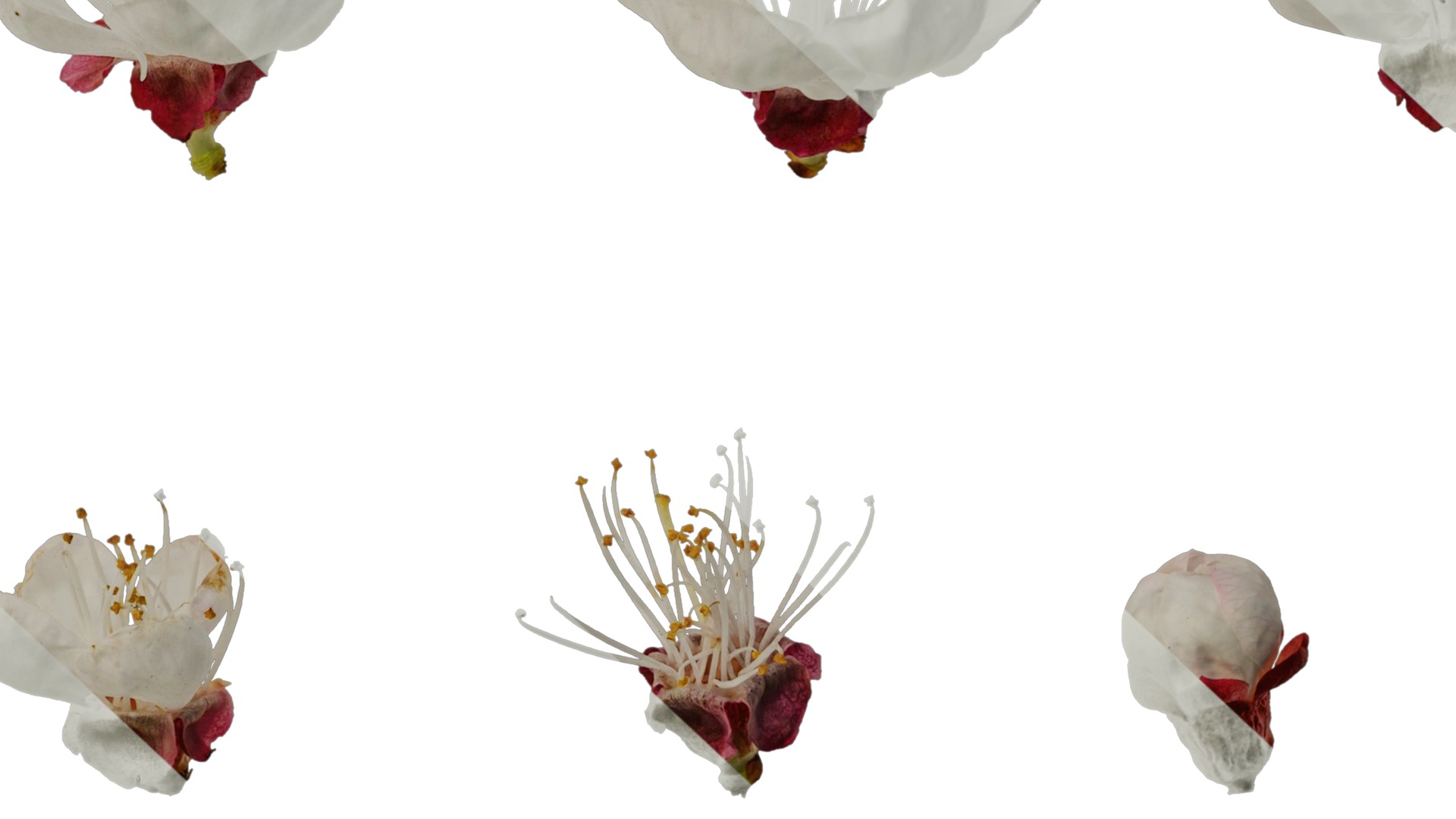 Anydrafts Prunus armeniaca Flower 02 Texture_7