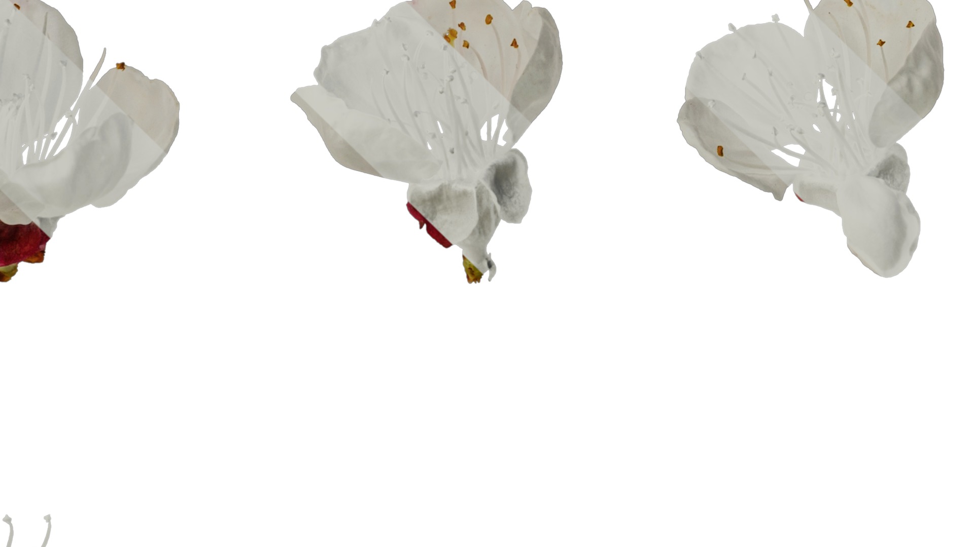 Anydrafts Prunus armeniaca Flower 02 Texture_4