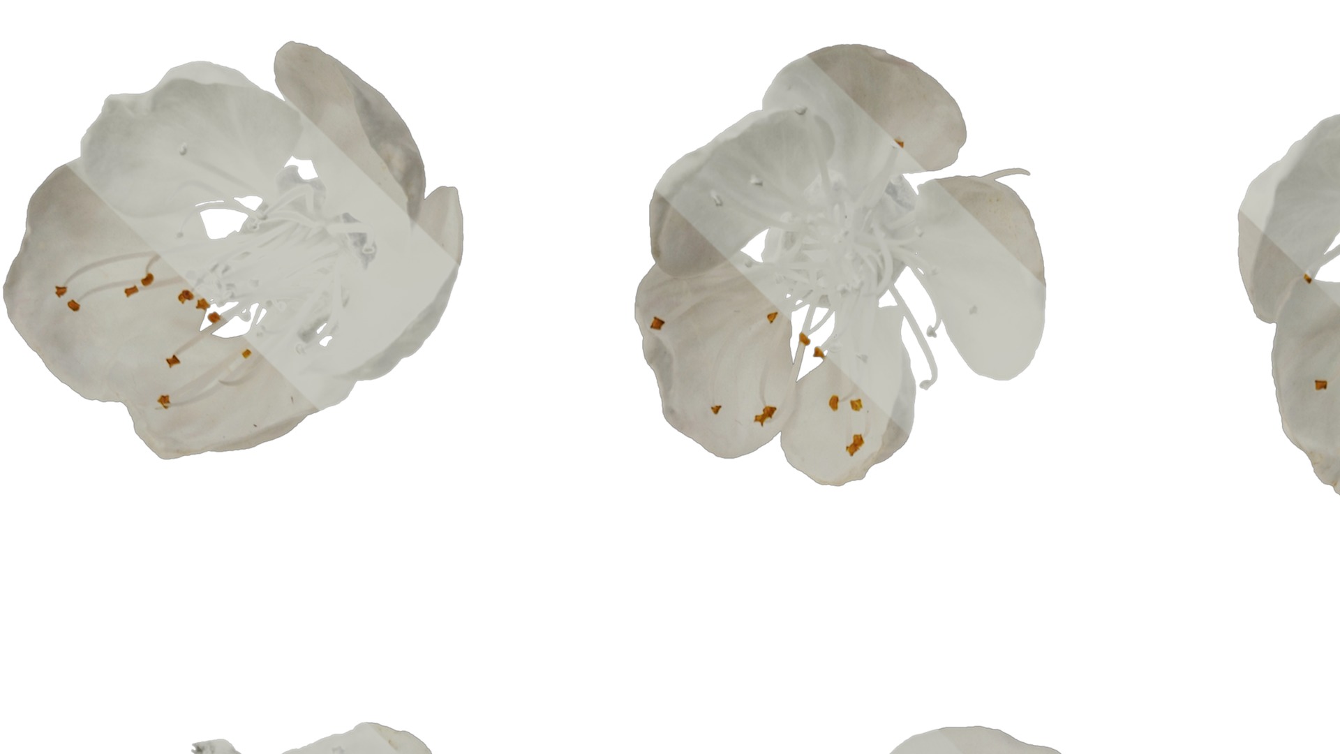 Anydrafts Prunus armeniaca Flower 02 Texture_1