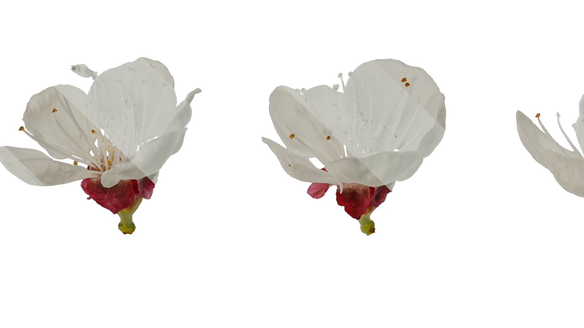 Anydrafts Prunus armeniaca Flower 02 Texture_3