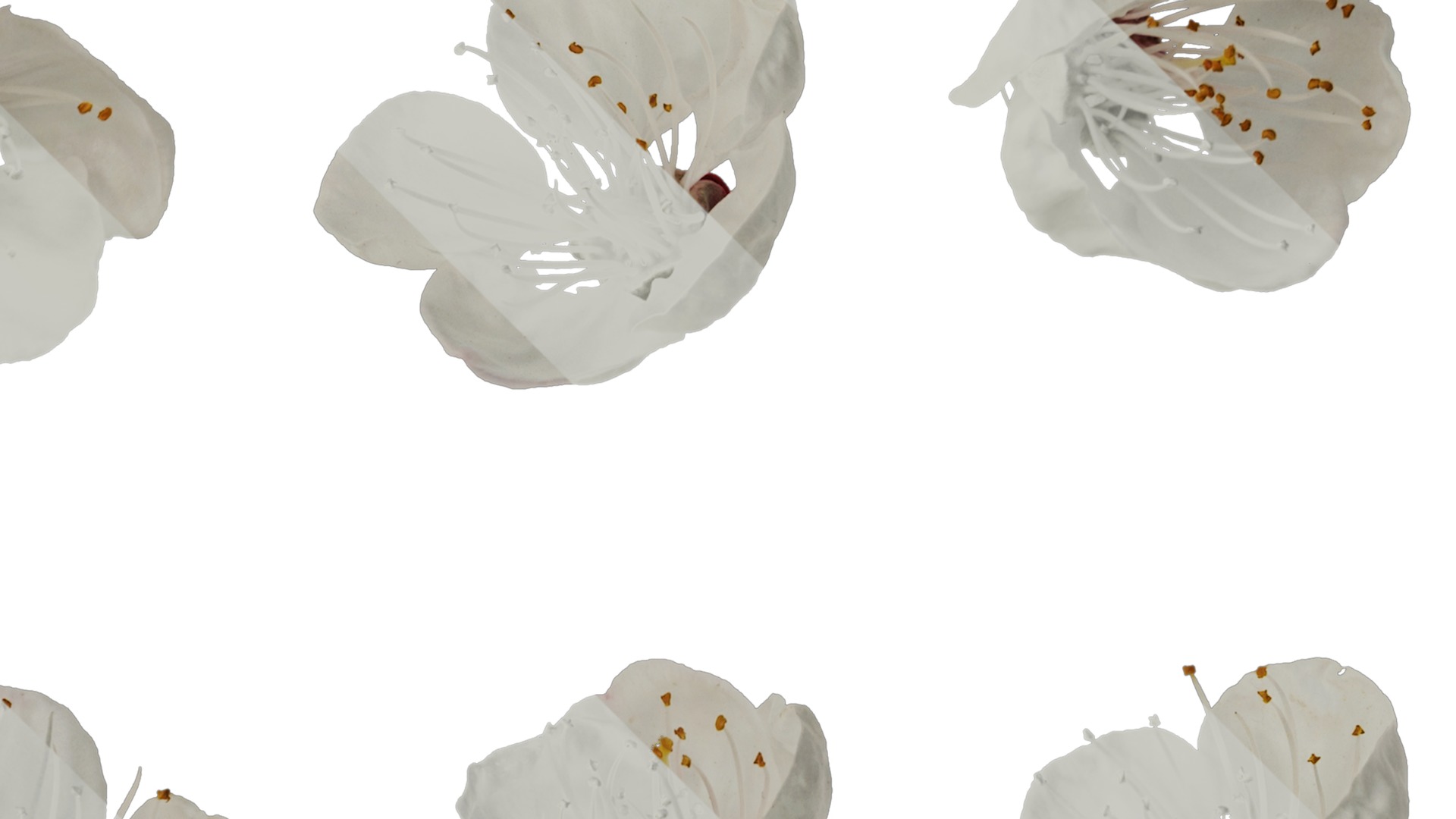 Anydrafts Prunus armeniaca Flower 02 Texture_2