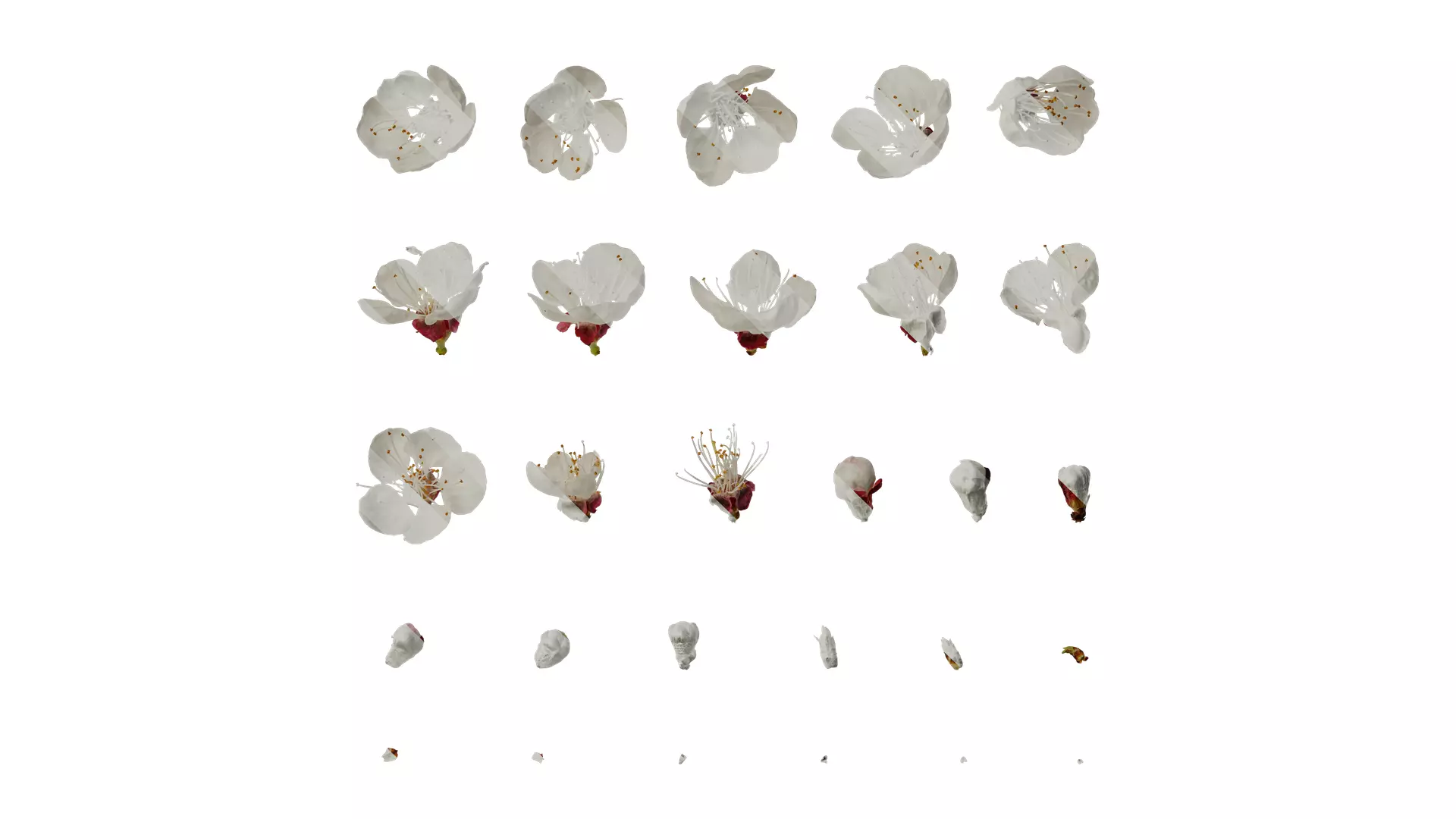 Anydrafts Prunus armeniaca Flower 02 Texture_0