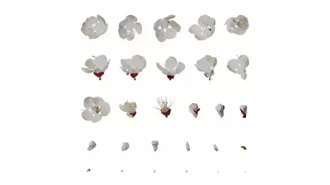 Anydrafts Prunus armeniaca Flower 02