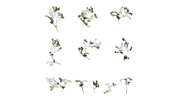 Anydrafts Alchemilla japonica Atlas 01