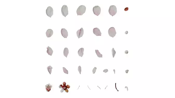 Anydrafts Prunus blireana meiren Flower 01