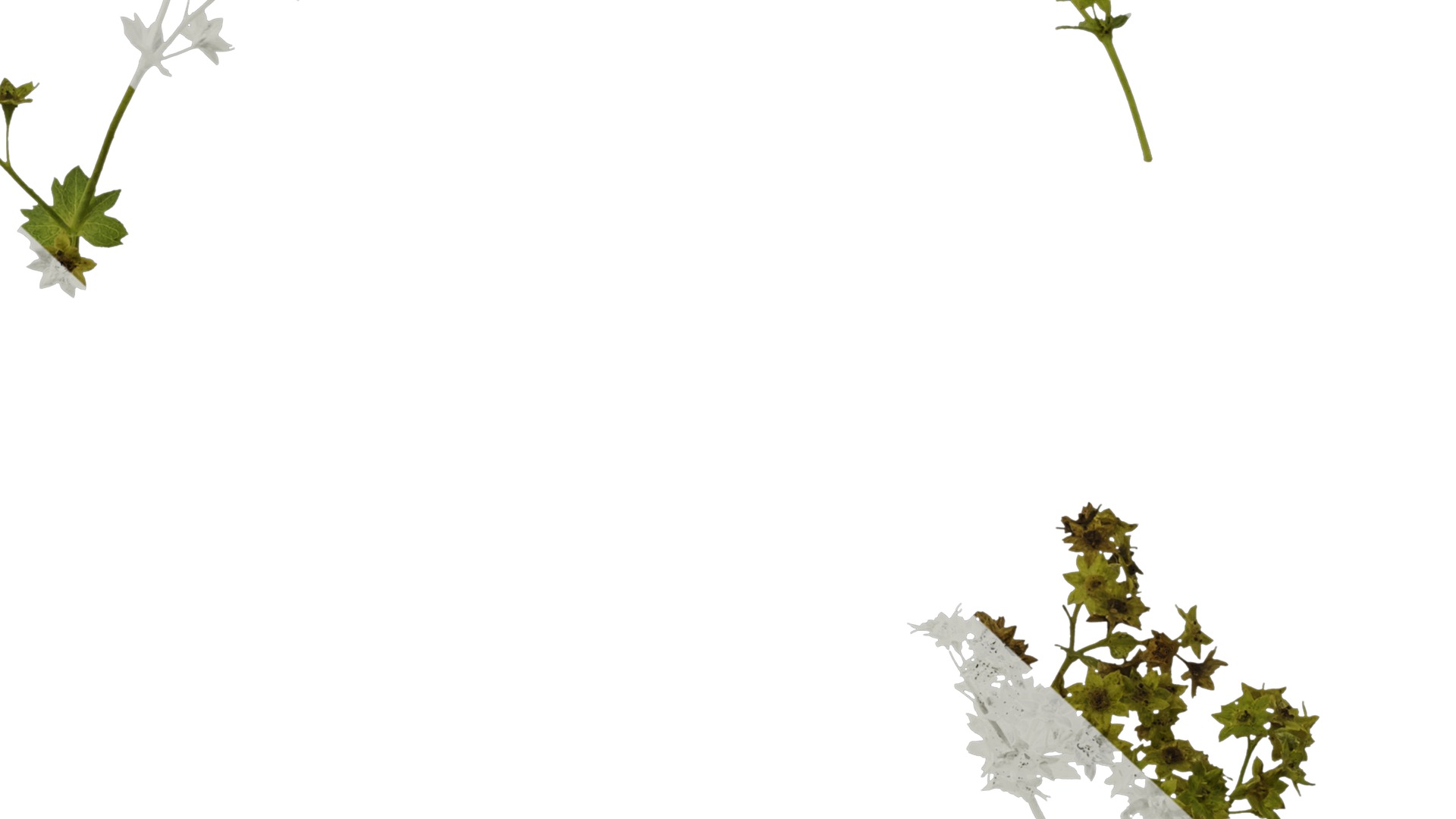 Anydrafts Alchemilla japonica Atlas 02 Texture_6