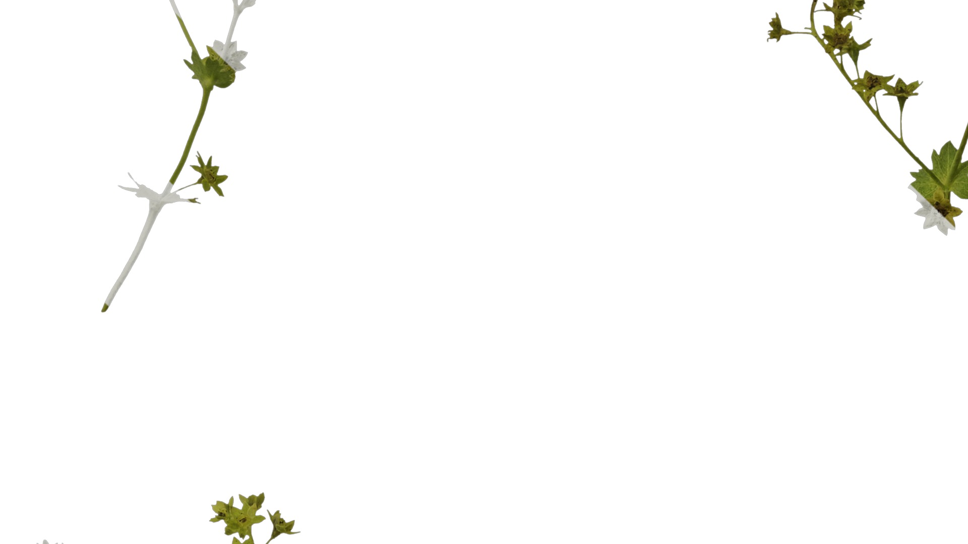 Anydrafts Alchemilla japonica Atlas 02 Texture_5