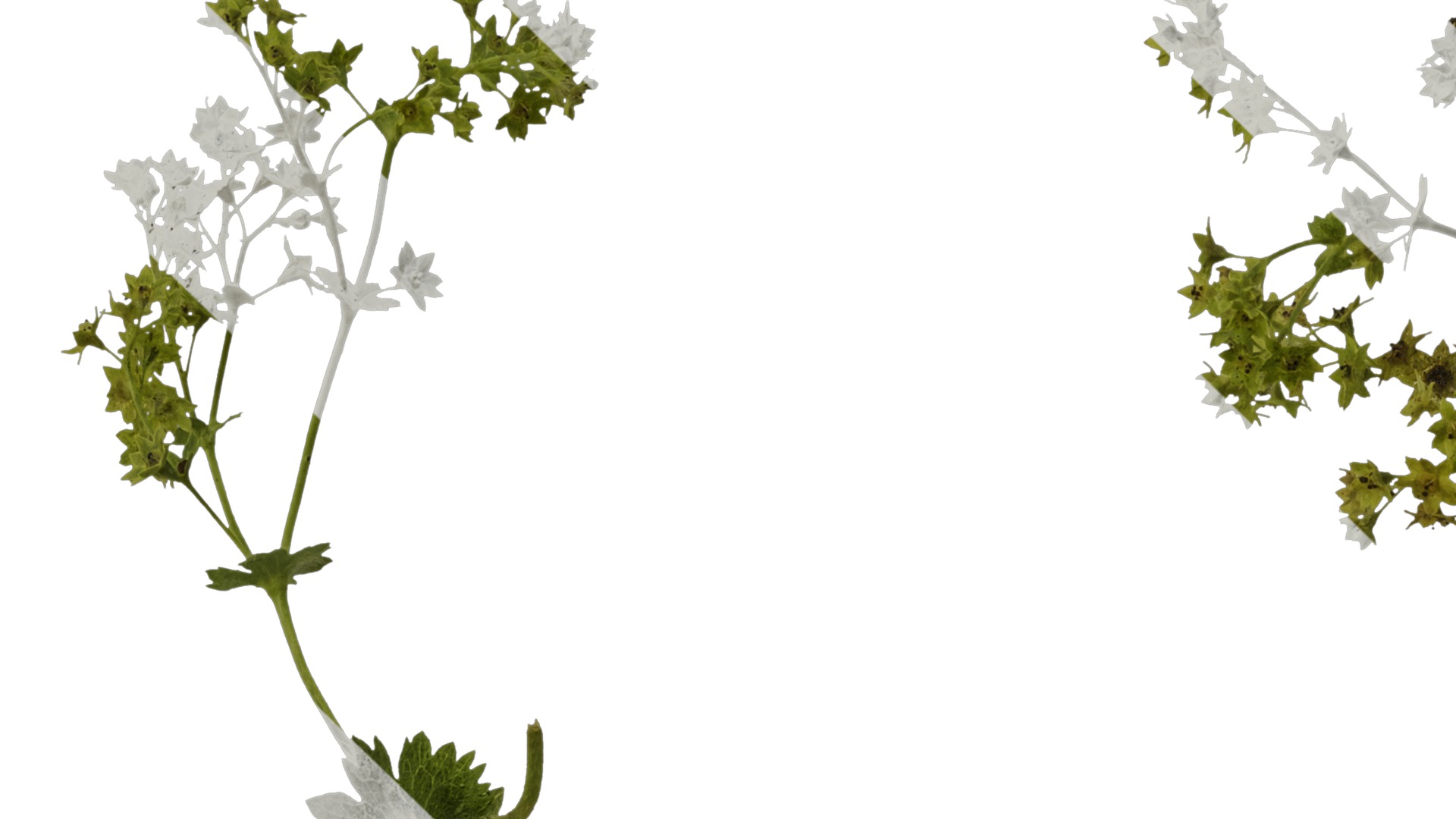 Anydrafts Alchemilla japonica Atlas 02 Texture_1