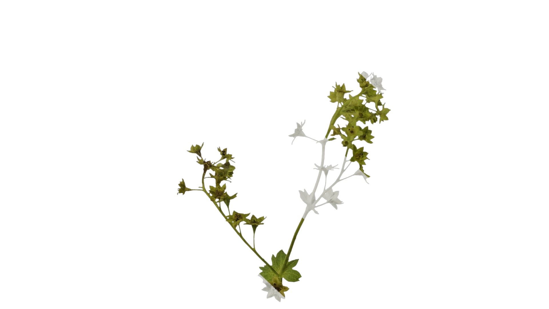 Anydrafts Alchemilla japonica Atlas 02 Texture_7