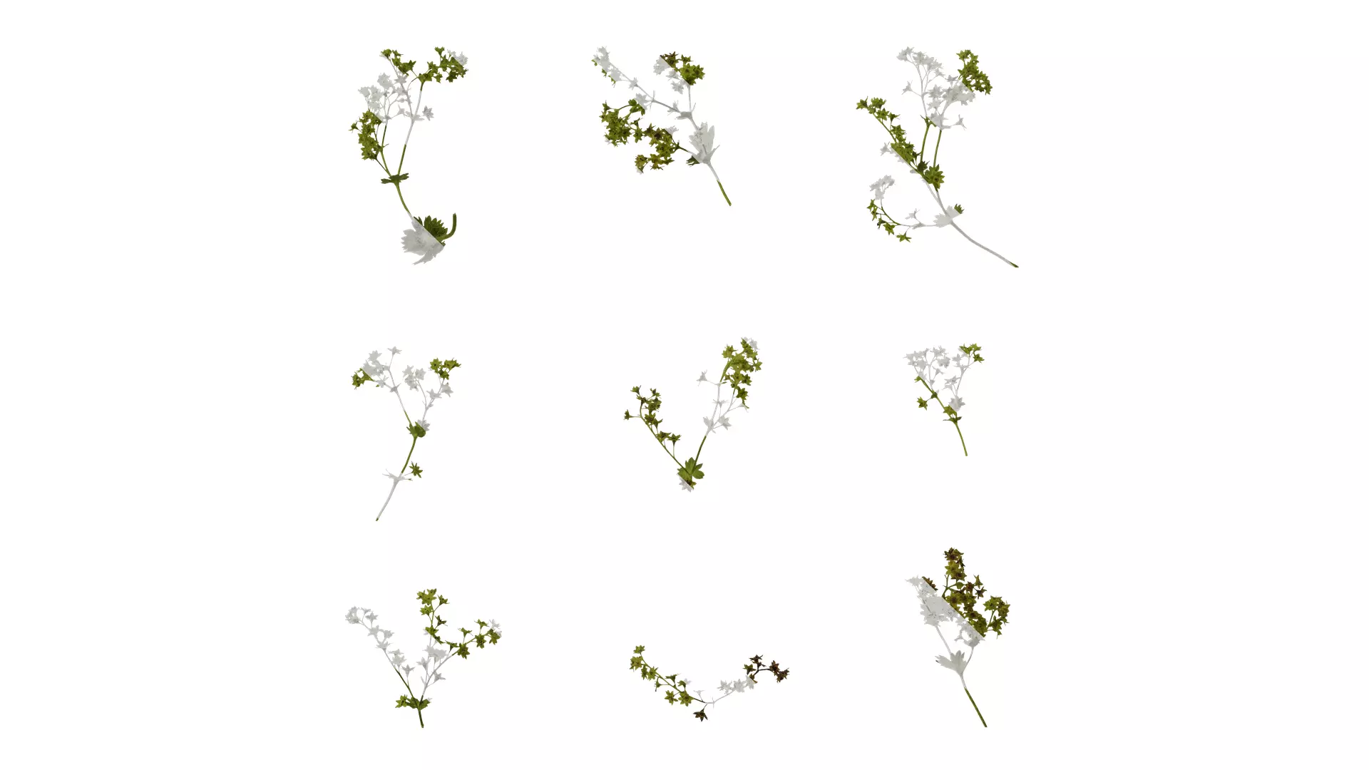 Anydrafts Alchemilla japonica Atlas 02 Texture_0