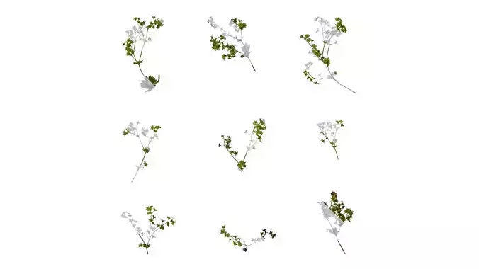 Anydrafts Alchemilla japonica Atlas 02