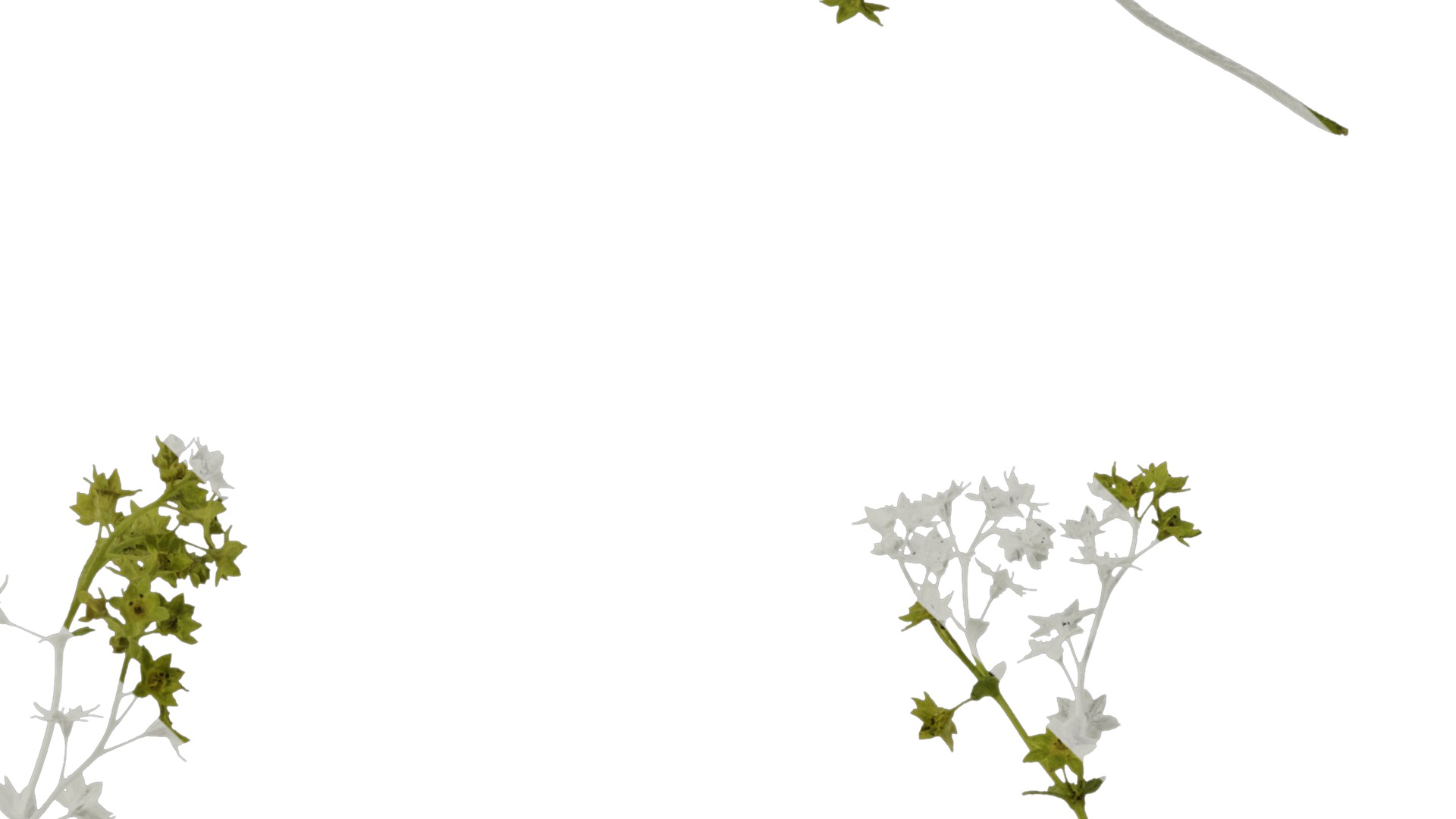 Anydrafts Alchemilla japonica Atlas 02 Texture_4