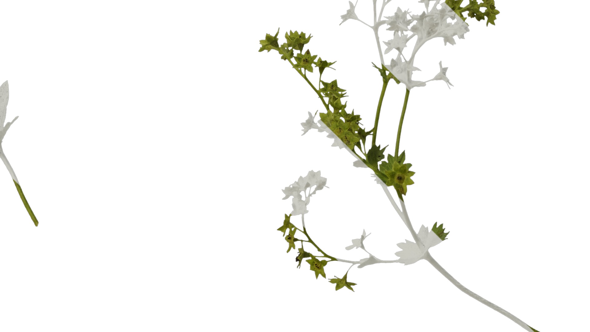 Anydrafts Alchemilla japonica Atlas 02 Texture_2