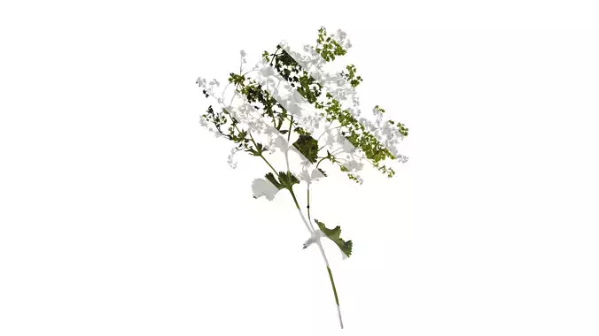 Anydrafts Alchemilla japonica Atlas 03