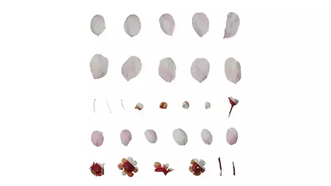 Anydrafts Prunus blireana meiren Flower 04