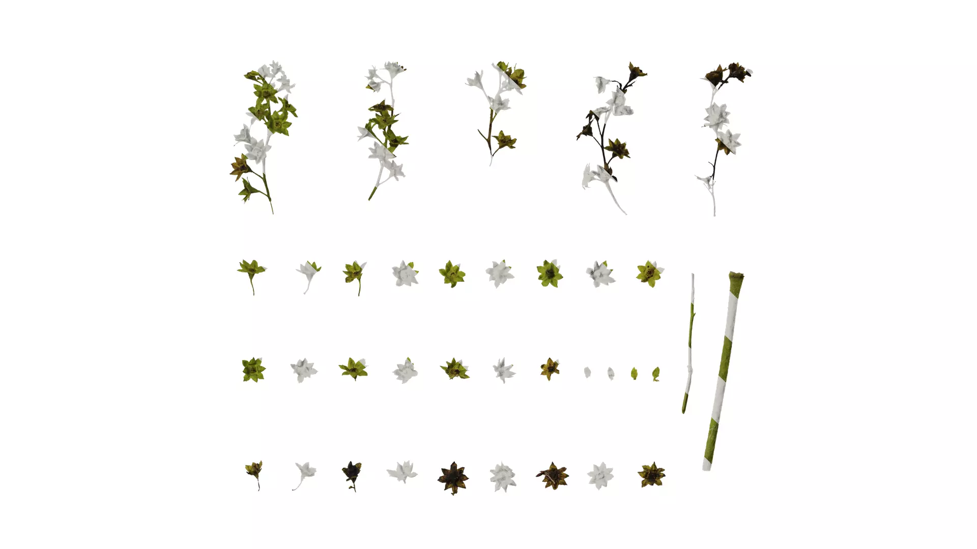 Anydrafts Alchemilla japonica Flower 01 Texture_0