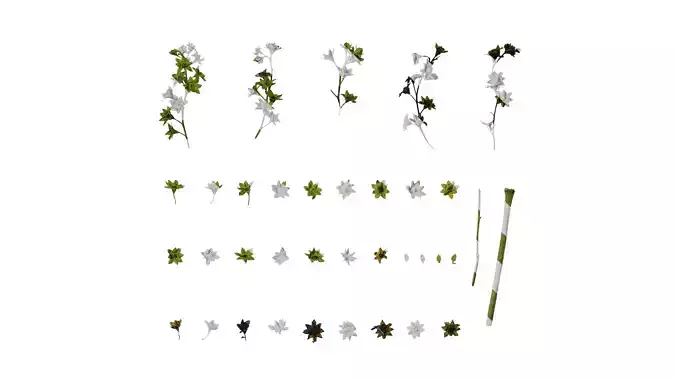 Anydrafts Alchemilla japonica Flower 01