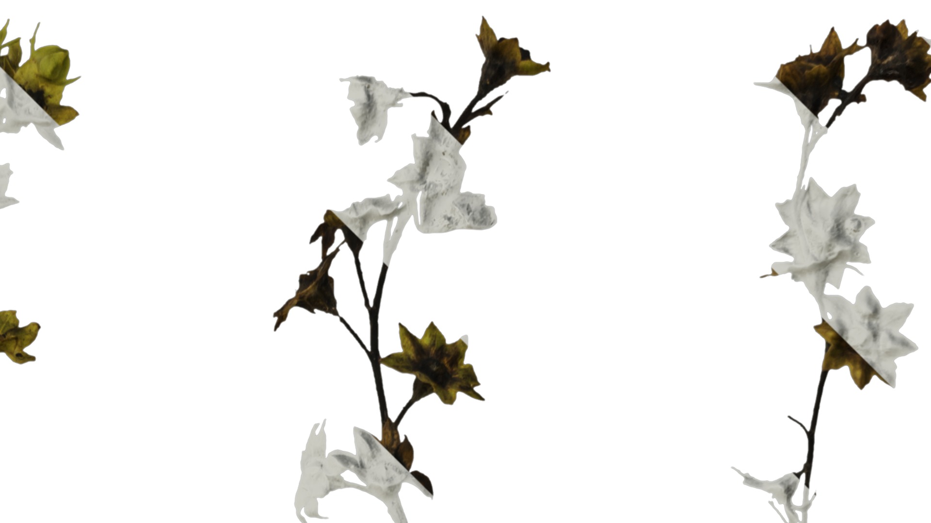 Anydrafts Alchemilla japonica Flower 01 Texture_2