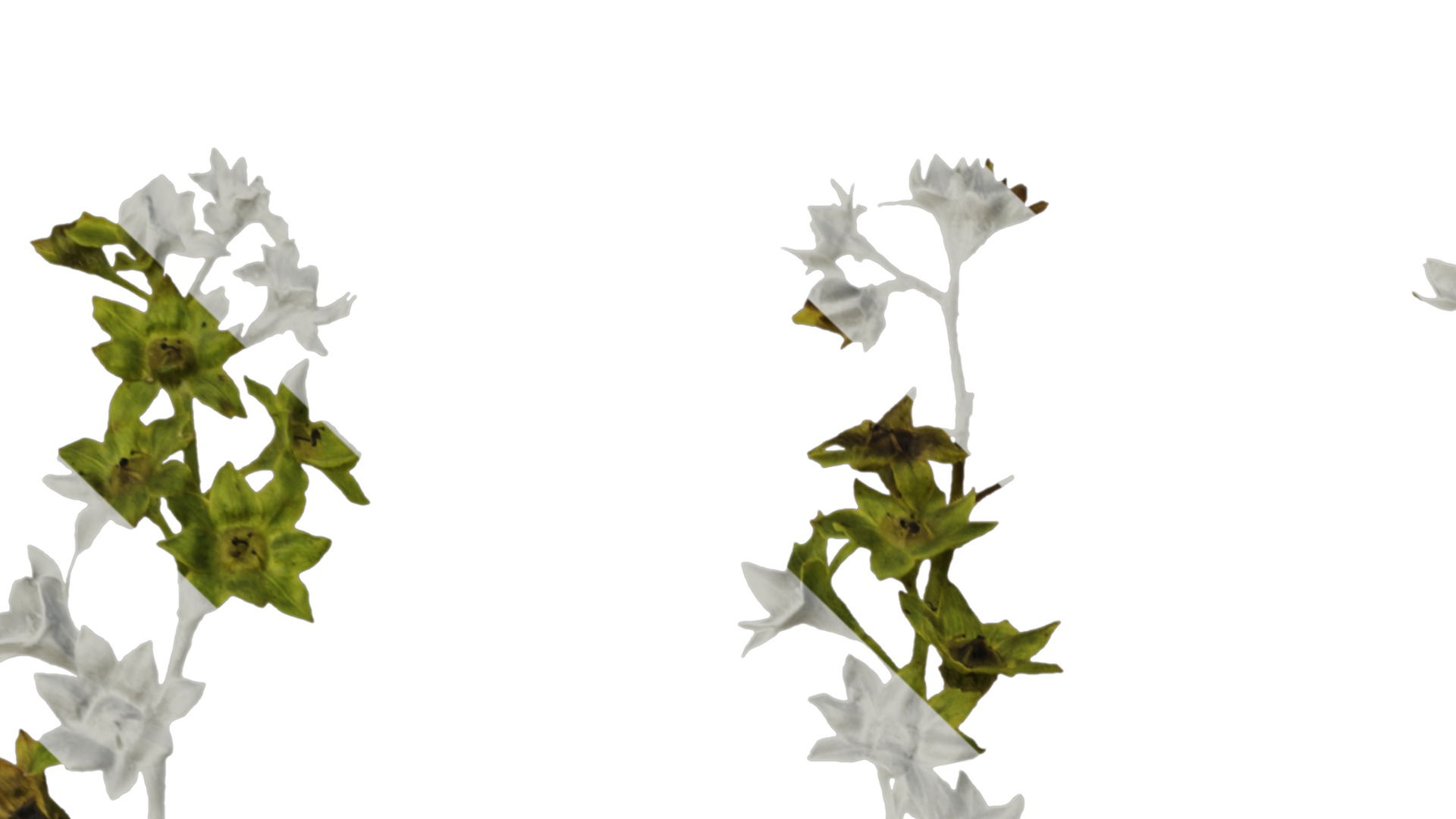 Anydrafts Alchemilla japonica Flower 01 Texture_1