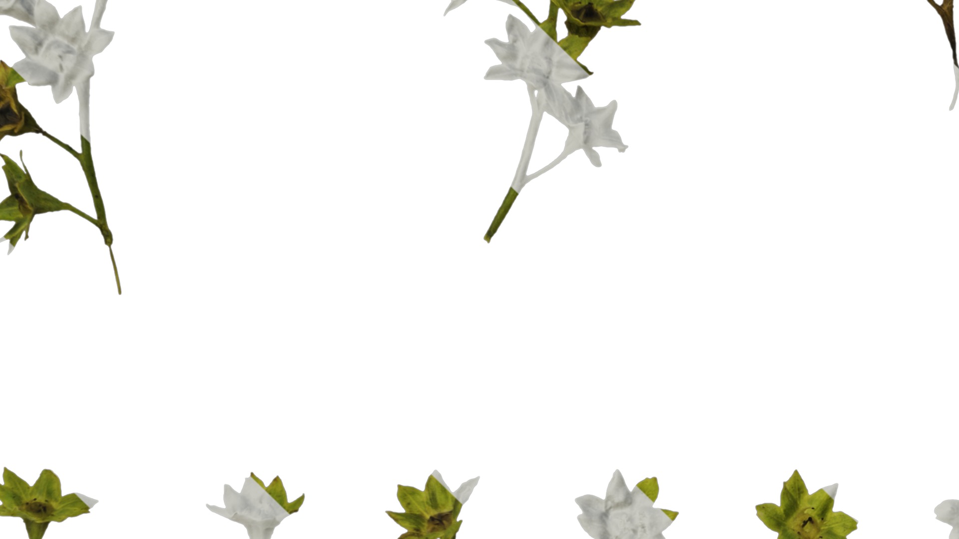 Anydrafts Alchemilla japonica Flower 01 Texture_3