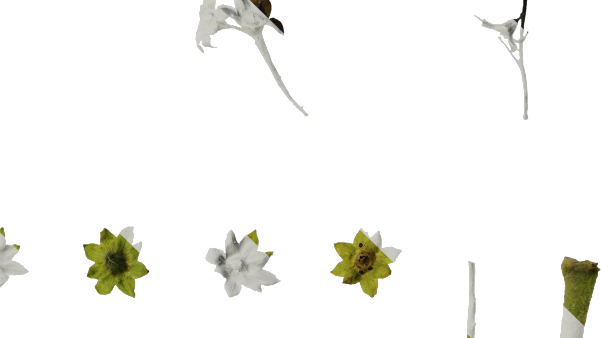 Anydrafts Alchemilla japonica Flower 01 Texture_4