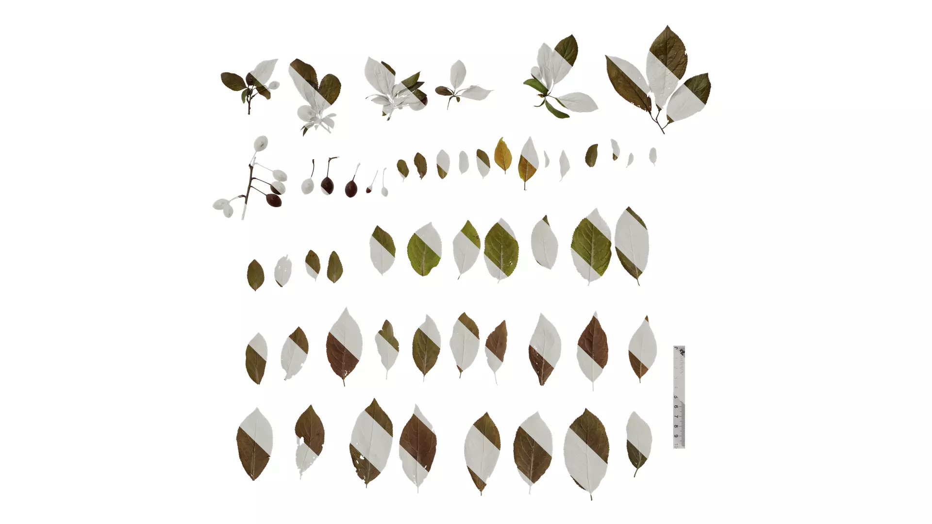 Anydrafts Prunus cerasifera Atlas 01 B Texture_0