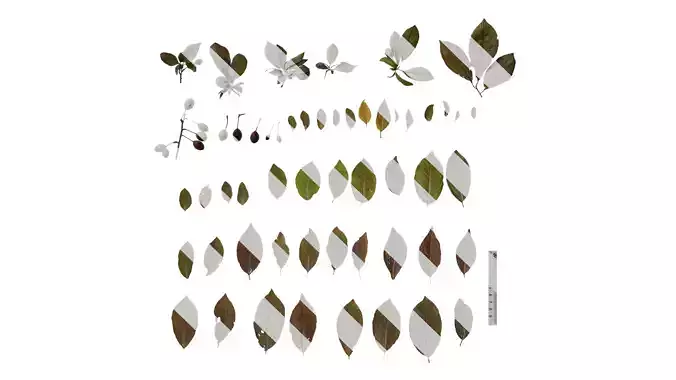 Anydrafts Prunus cerasifera Atlas 01 B