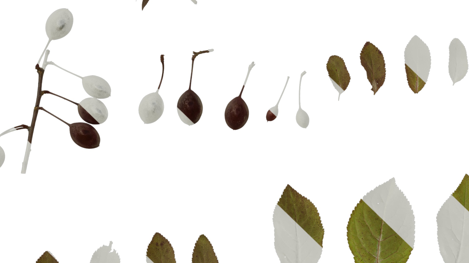 Anydrafts Prunus cerasifera Atlas 01 B Texture_3