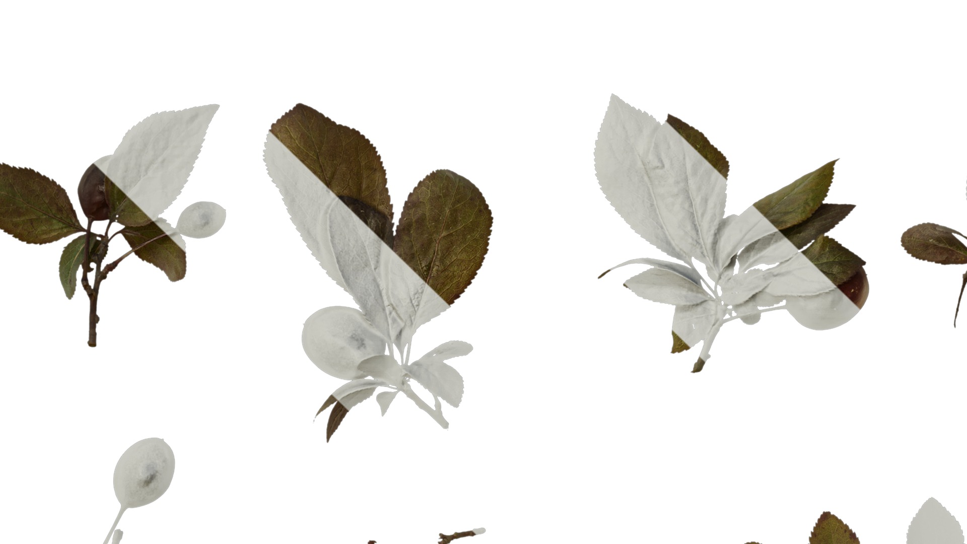 Anydrafts Prunus cerasifera Atlas 01 B Texture_1