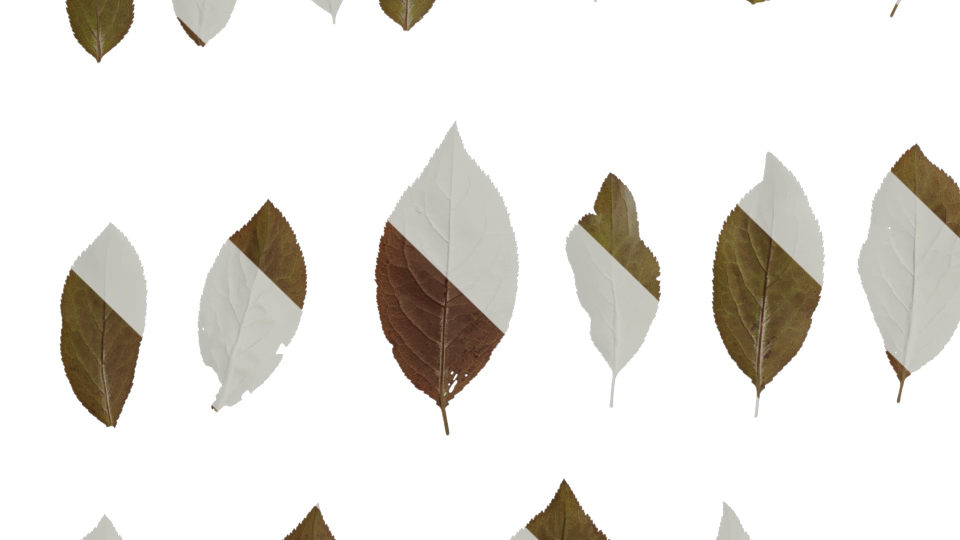 Anydrafts Prunus cerasifera Atlas 01 B Texture_5