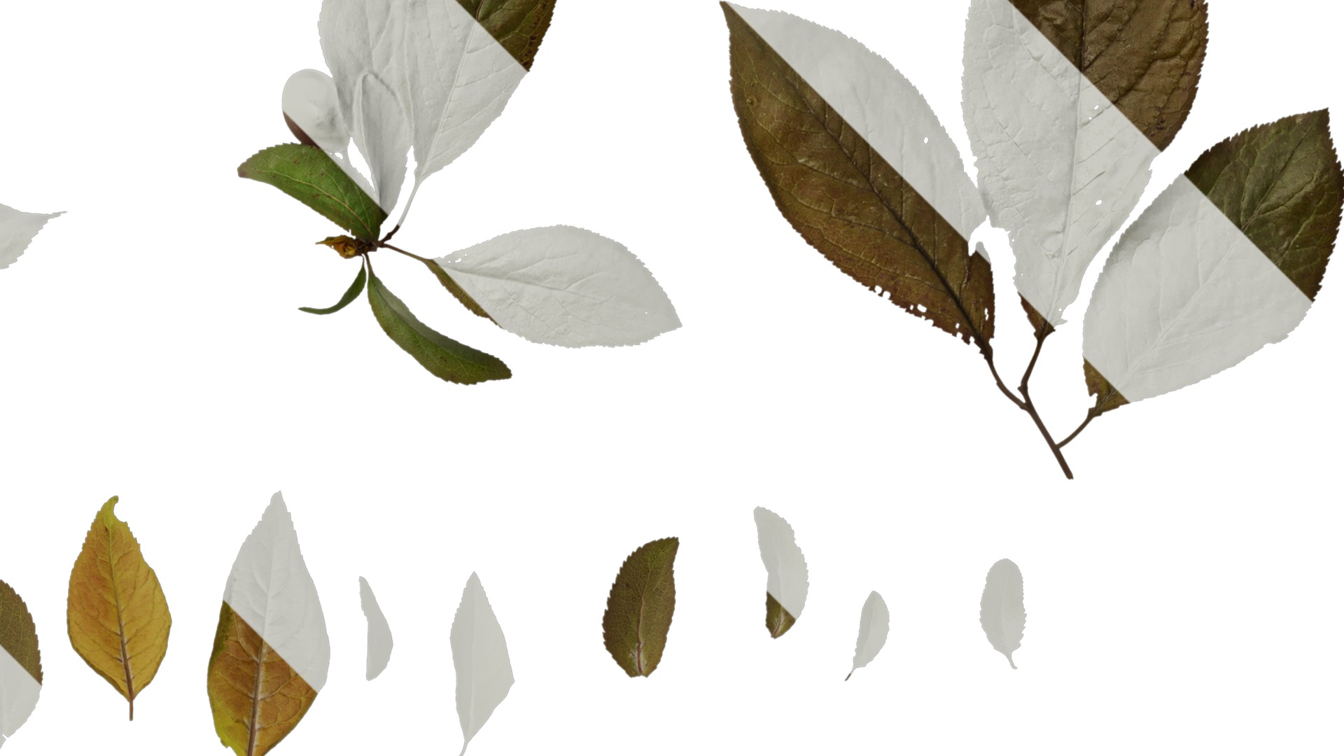 Anydrafts Prunus cerasifera Atlas 01 B Texture_2