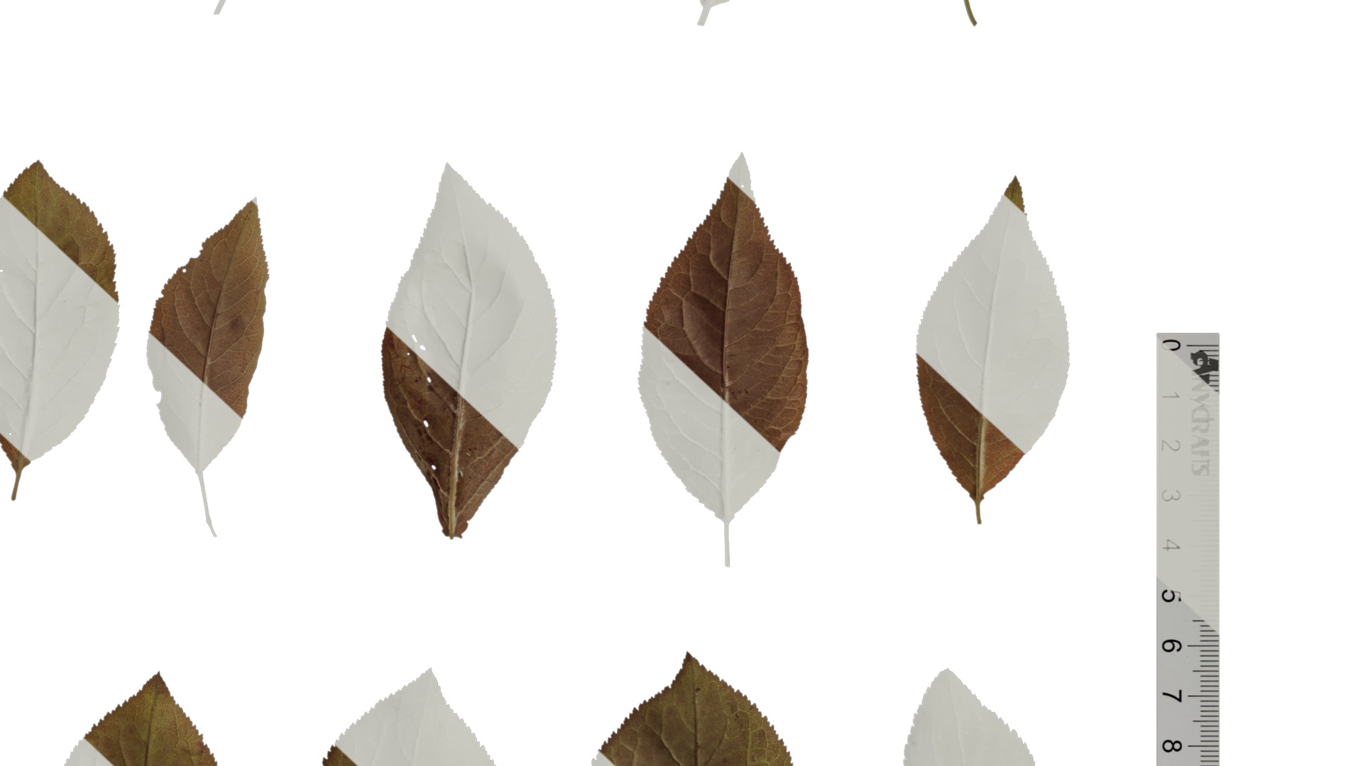 Anydrafts Prunus cerasifera Atlas 01 B Texture_6