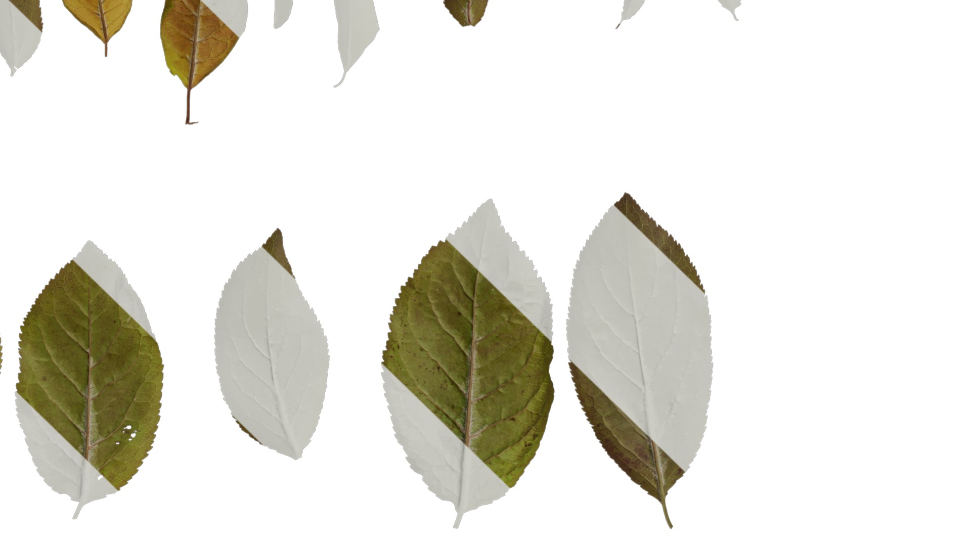 Anydrafts Prunus cerasifera Atlas 01 B Texture_4