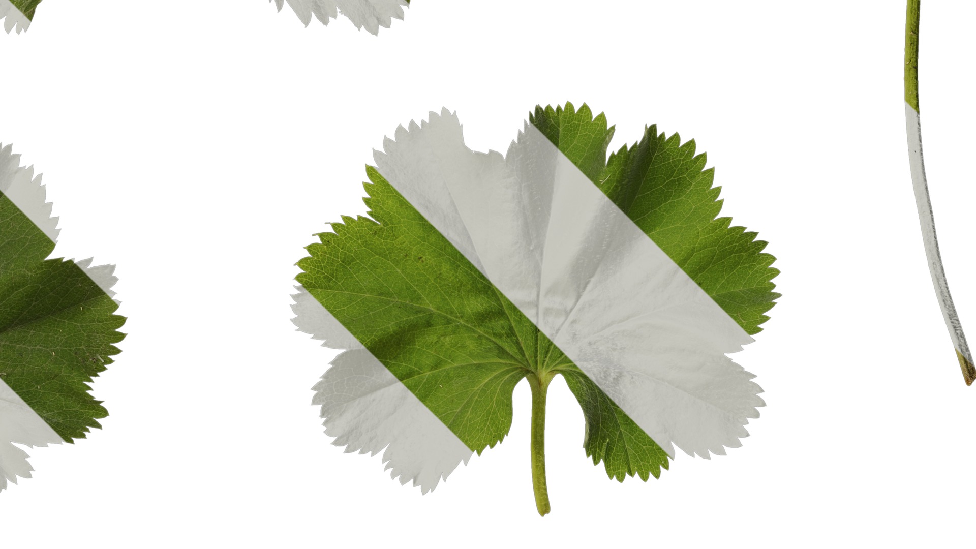 Anydrafts Alchemilla japonica Leaf 01 Texture_4