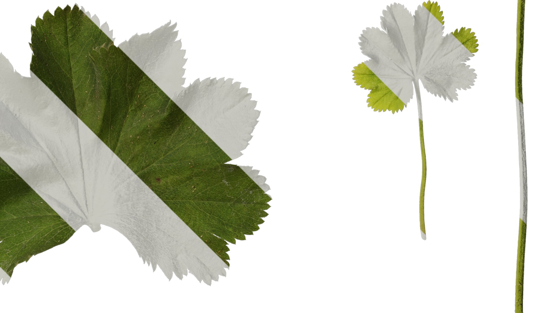 Anydrafts Alchemilla japonica Leaf 01 Texture_2