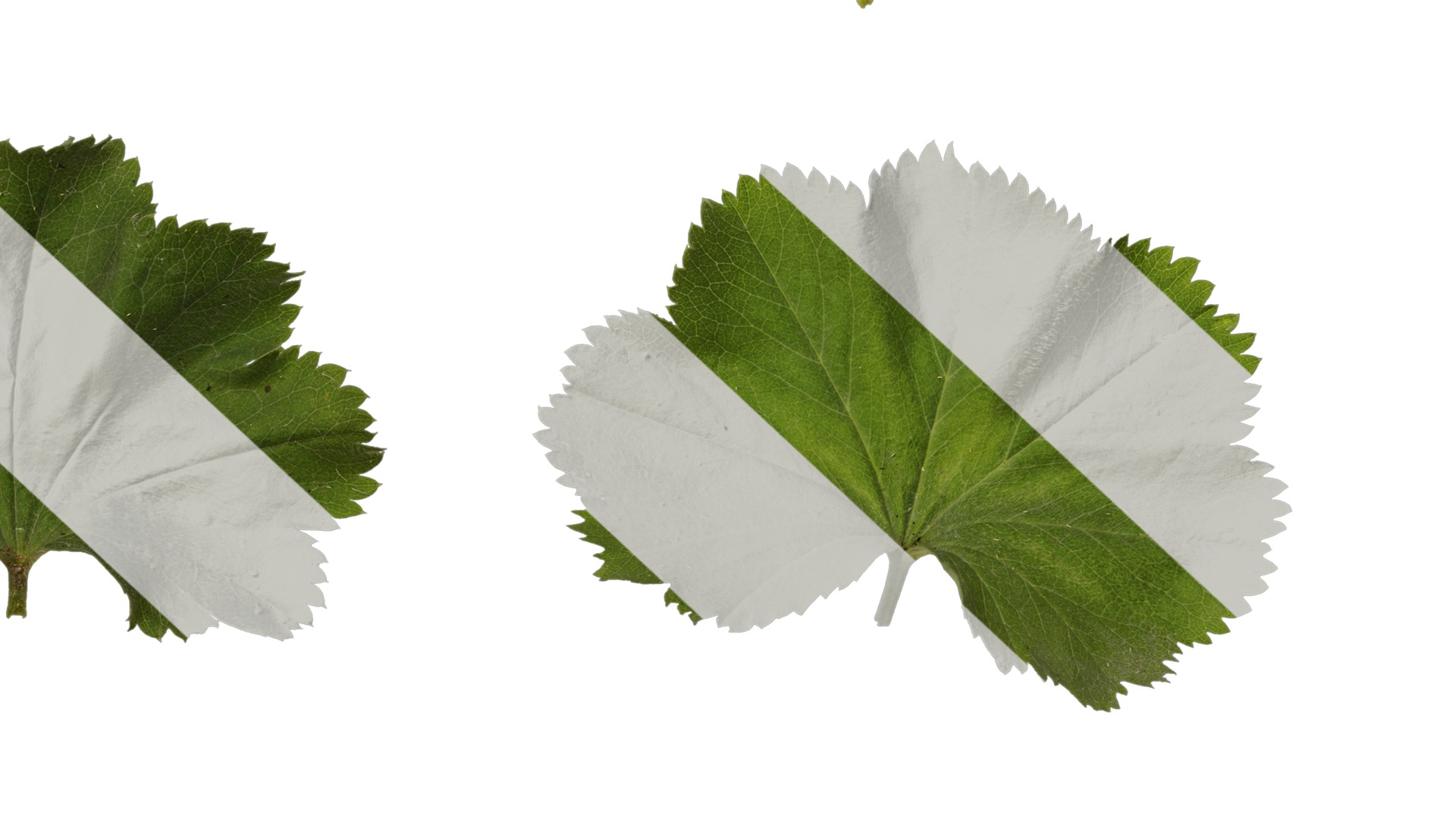 Anydrafts Alchemilla japonica Leaf 01 Texture_6