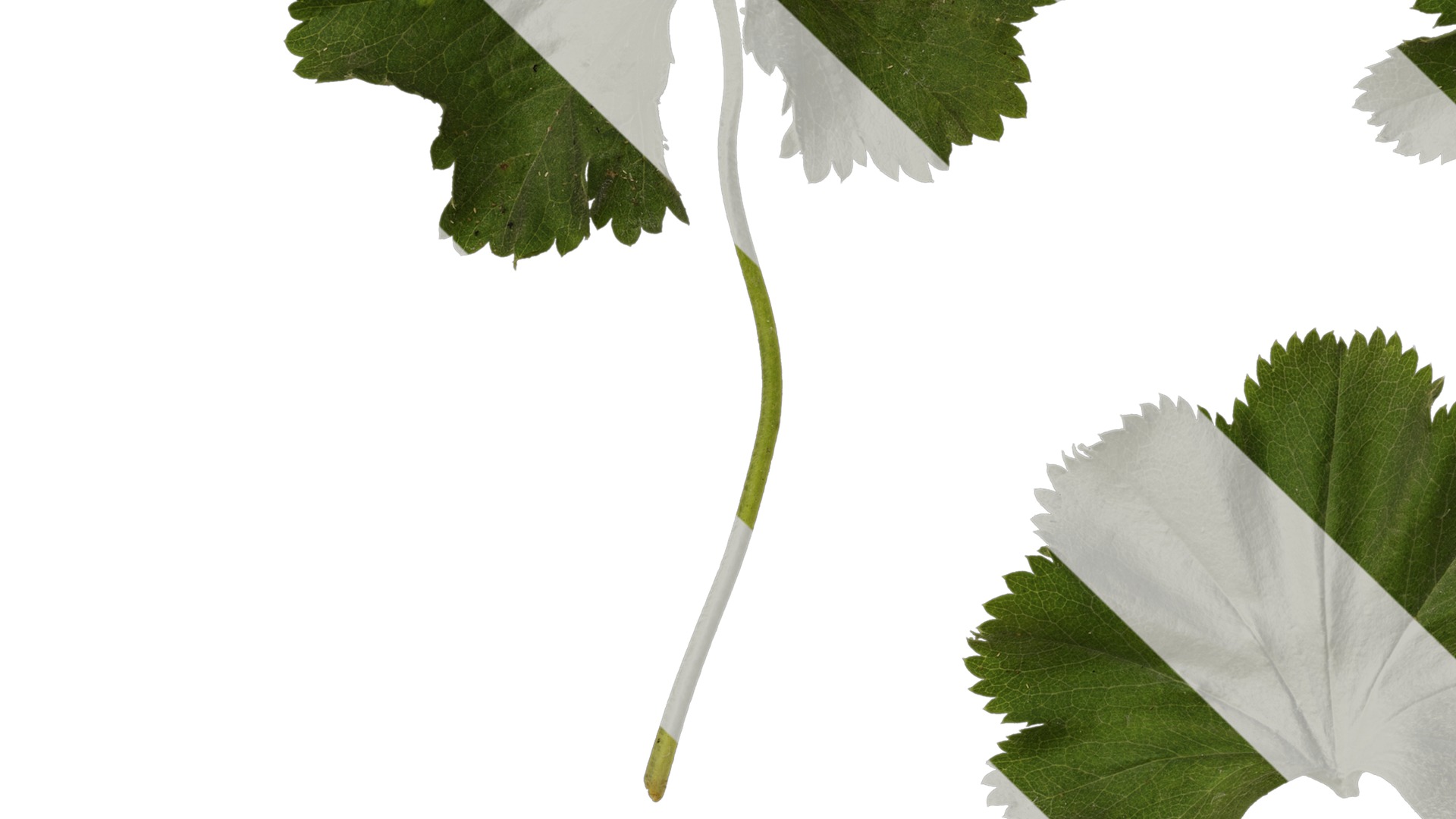 Anydrafts Alchemilla japonica Leaf 01 Texture_3