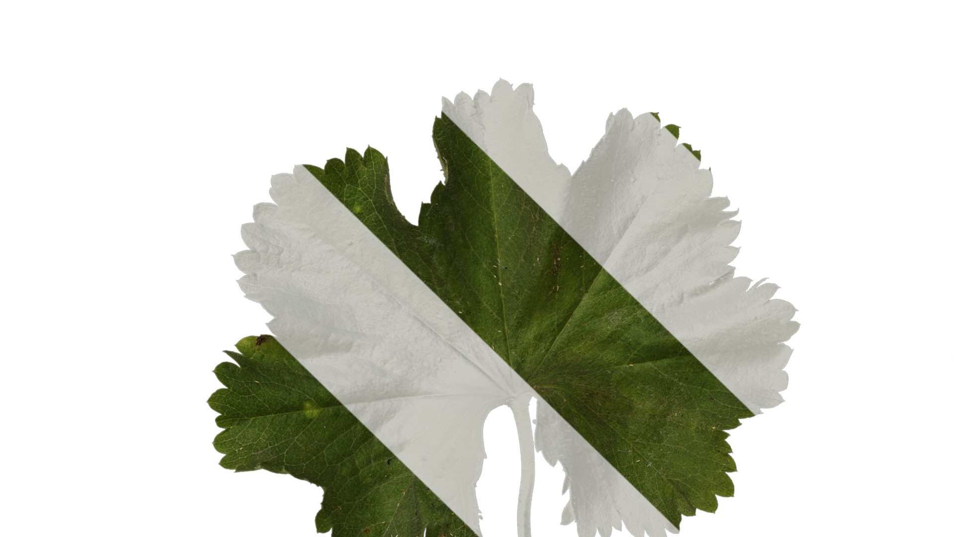 Anydrafts Alchemilla japonica Leaf 01 Texture_1