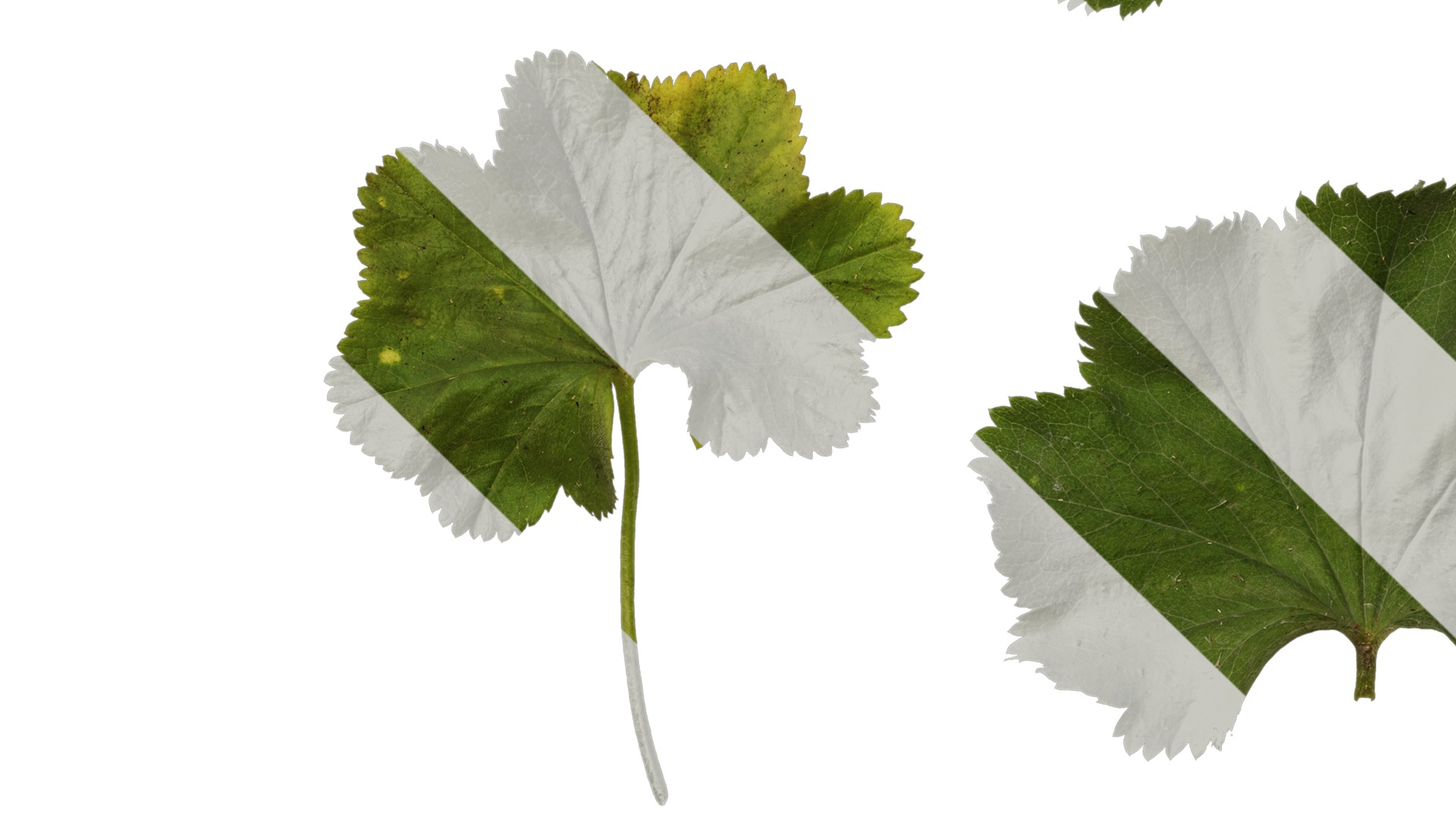 Anydrafts Alchemilla japonica Leaf 01 Texture_5