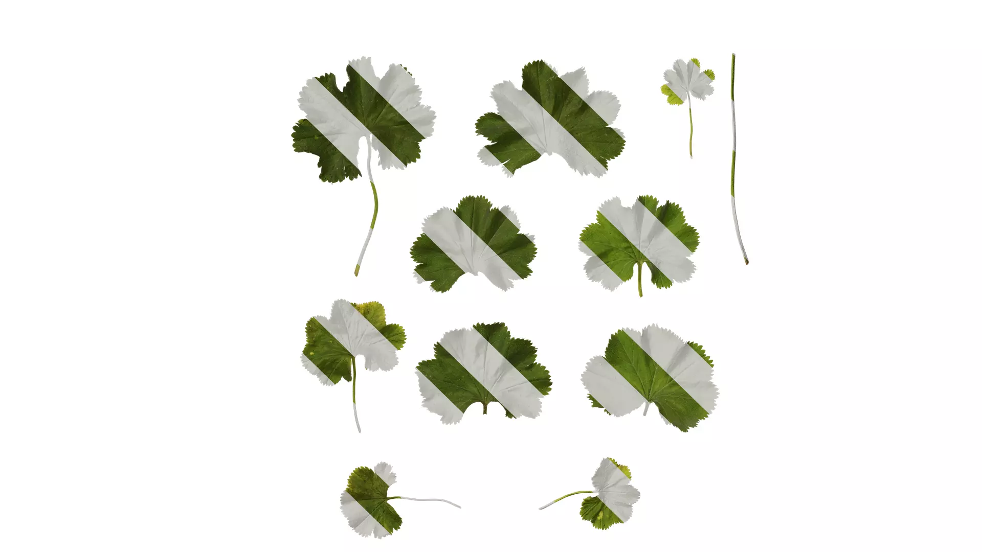 Anydrafts Alchemilla japonica Leaf 01 Texture_0