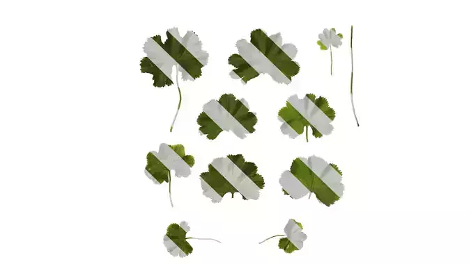 Anydrafts Alchemilla japonica Leaf 01