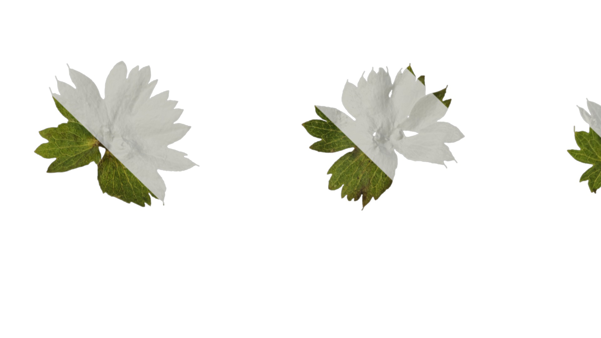 Anydrafts Alchemilla japonica Leaf 02 Texture_1