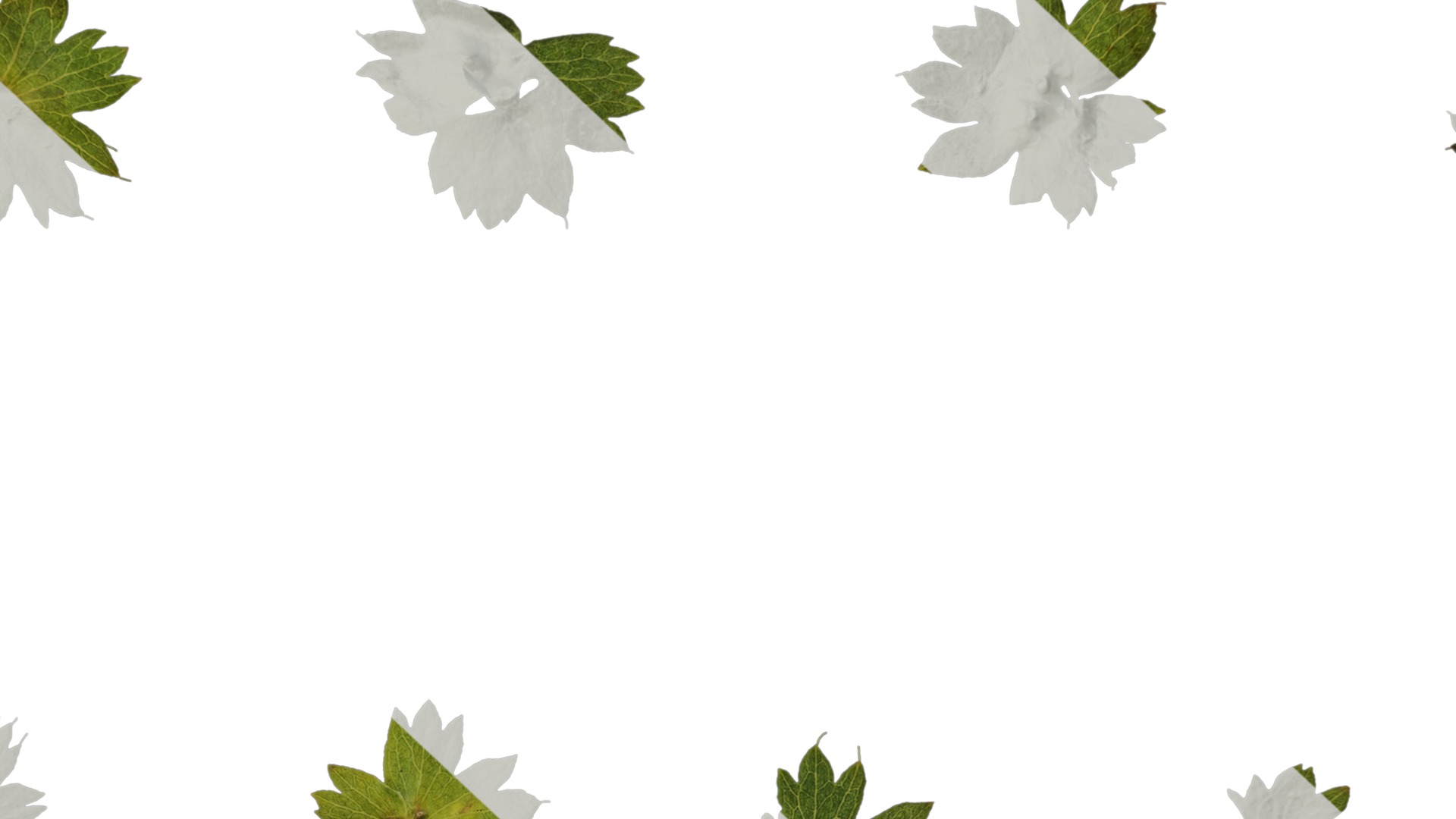 Anydrafts Alchemilla japonica Leaf 02 Texture_7