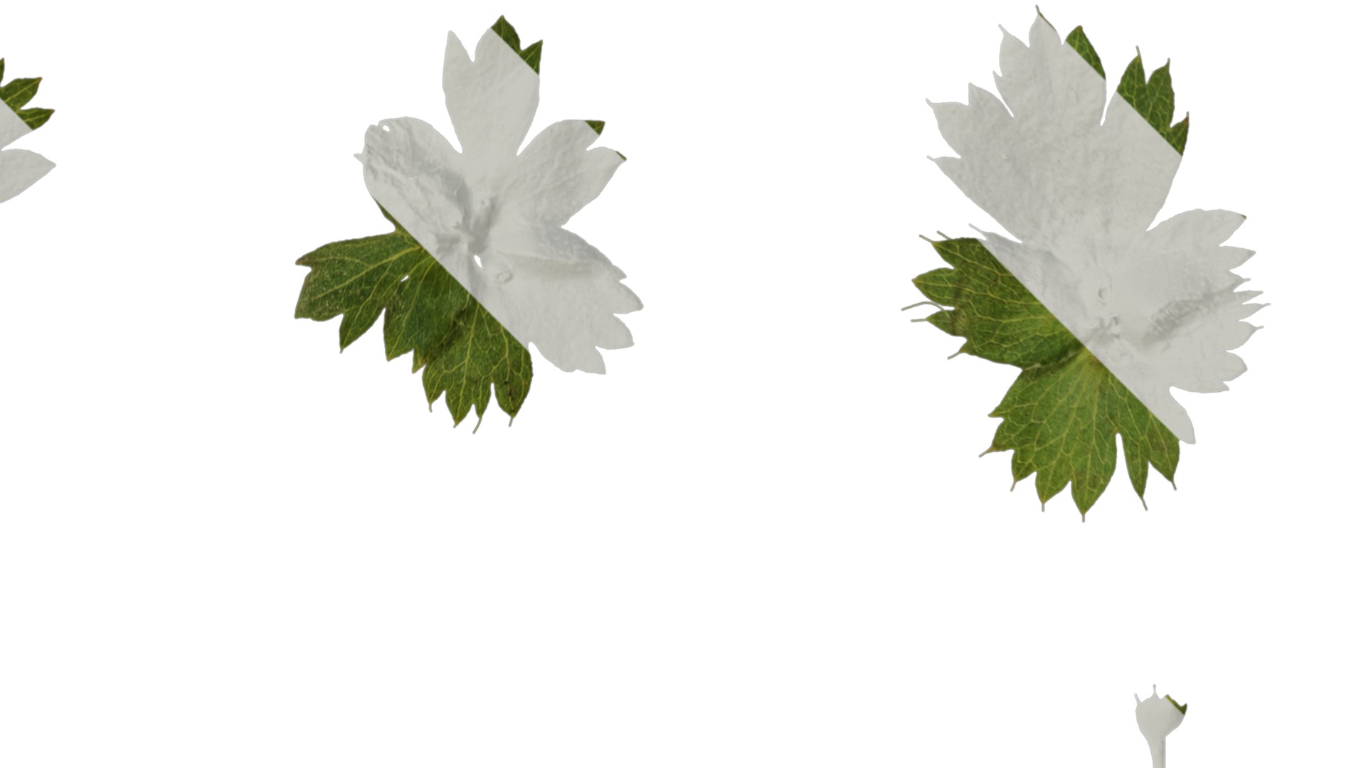 Anydrafts Alchemilla japonica Leaf 02 Texture_2