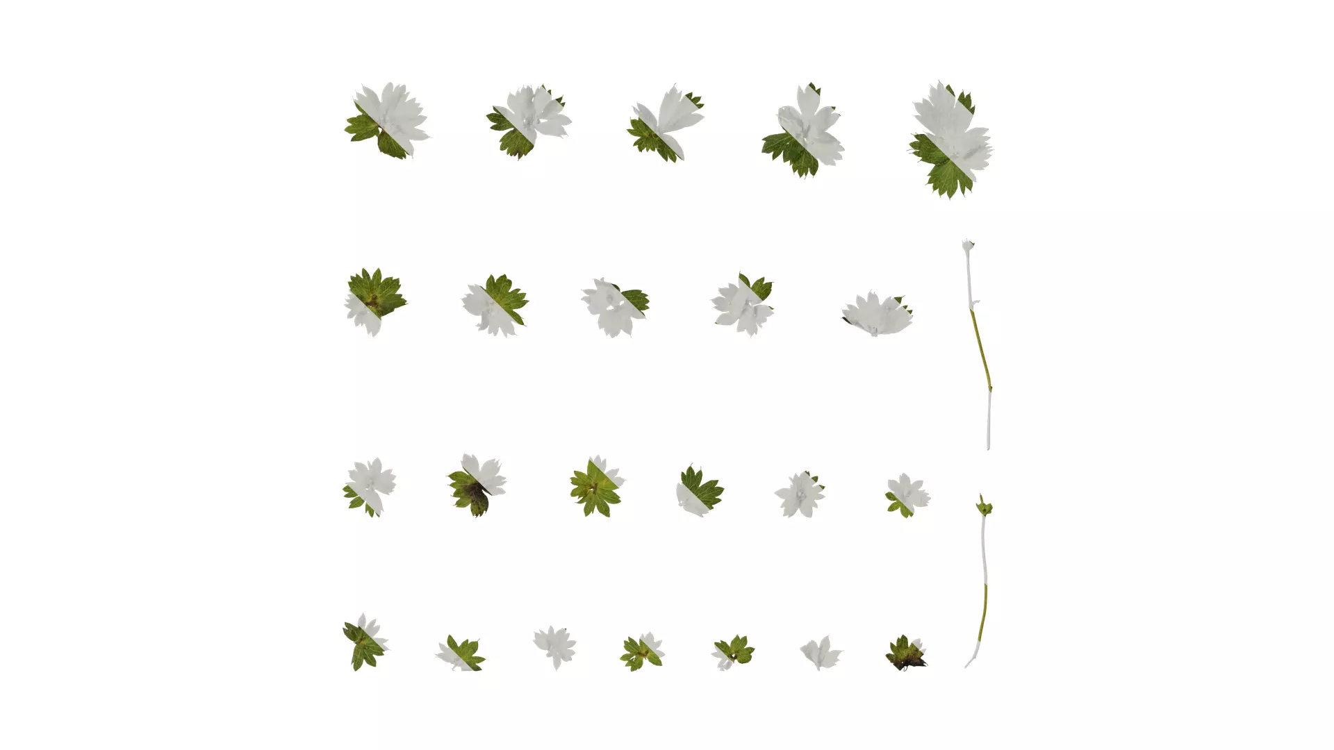 Anydrafts Alchemilla japonica Leaf 02 Texture_0