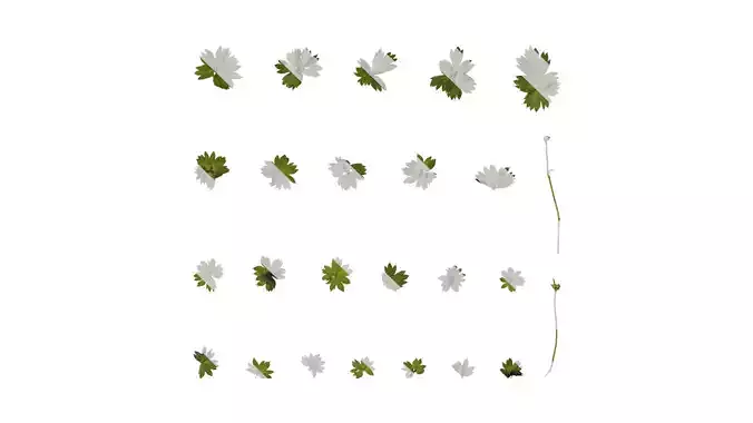 Anydrafts Alchemilla japonica Leaf 02