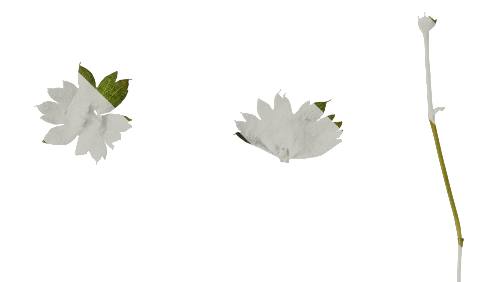 Anydrafts Alchemilla japonica Leaf 02 Texture_4