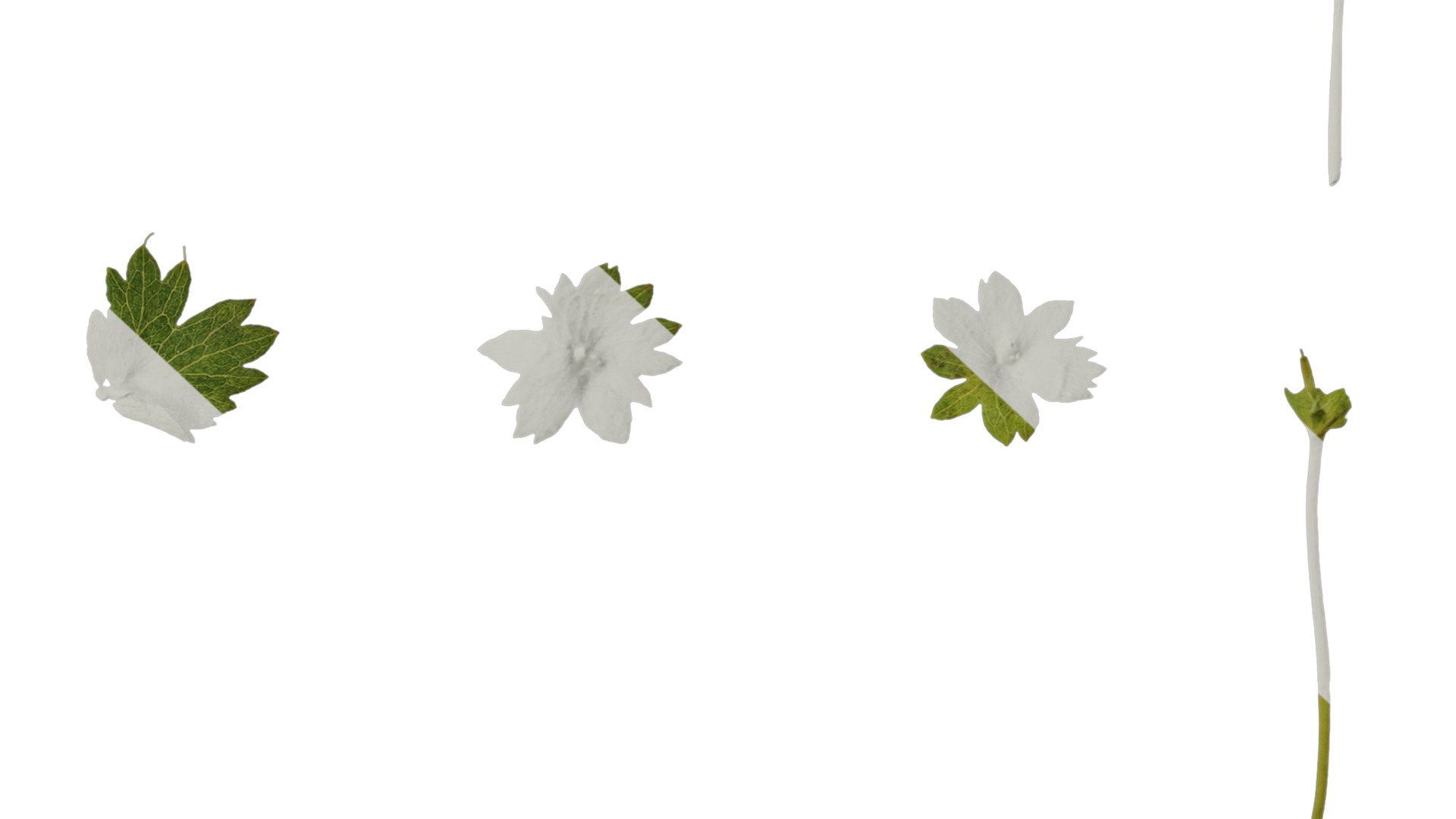 Anydrafts Alchemilla japonica Leaf 02 Texture_6