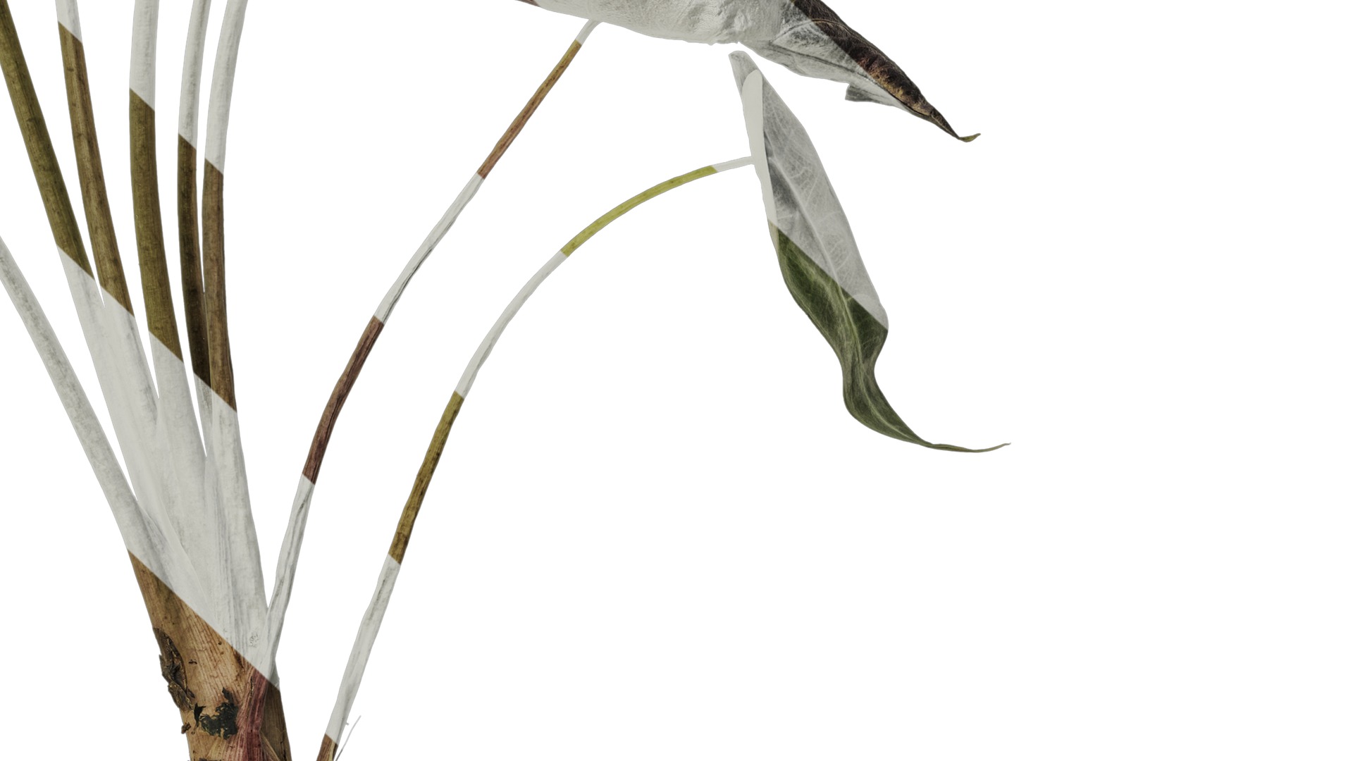 Anydrafts Alocasia x mortfontanensis Atlas 01 Texture_6